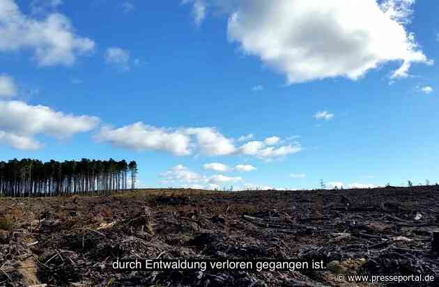 Europäisches Parlament nimmt neues Gesetz zur Bekämpfung der weltweiten Entwaldung an / Regelung gilt auch für bayerische Unternehmen (VIDEO)