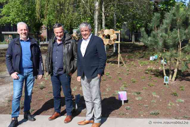 Sint-Jan-Baptist experimenteert met aanplant historische vegetatie. “Ook konijnen verlekkerd op de nieuwe heideplantjes.”
