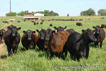 Fed cattle prices continue to rally