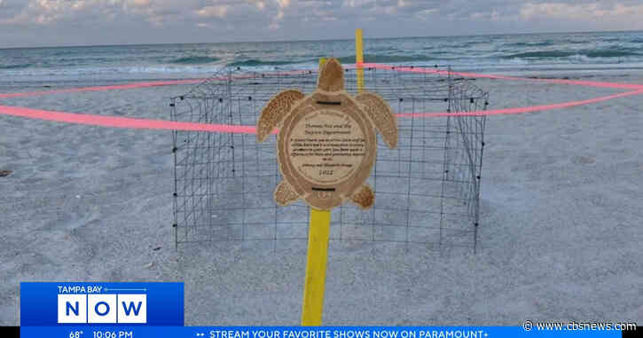 Tampa Bay Area environmentalists encourage turtle safety measures as nesting season begins
