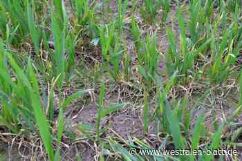 Nach Dürre-Sommer: März und April sind den Landwirten zu nass