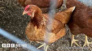 Bird flu: 'Relief' in Devon and Cornwall as restrictions eased
