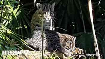 Baby fishing cat born at Newquay Zoo seen for first time