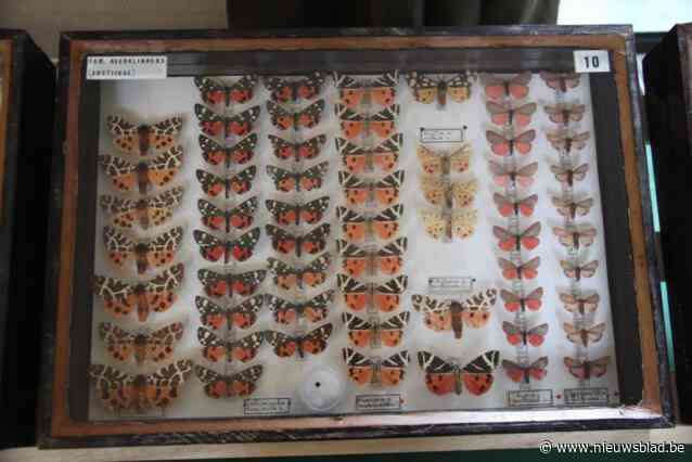 Roger verzamelde meer dan 50 jaar insecten en vlinders, zijn unieke collectie is nog een allerlaatste keer te bewonderen: “Daarna verhuist ze naar het museum”