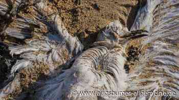 Erste Fälle von Vogelgrippe: 300 tote Möwen am Plessenteich in Gerlenhofen
