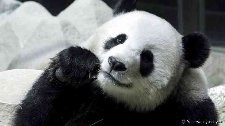 Chinese panda on long-term loan to Thailand dies suddenly