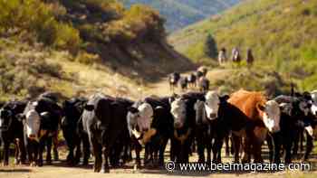 Head ’em up to other grass