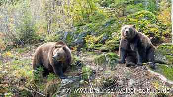 Italiens Prominente fordern: „Rettet die Problem-Bärin!“