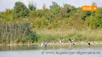 300 tote Möwen am Plessenteich in Gerlenhofen: "Das ist erst der Anfang"