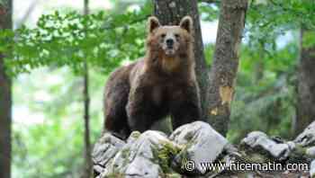 Nouvel arrêté d'abattage d'un ours après l'attaque d'un promeneur en Italie