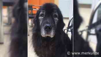 Nach Todesfall: „Stehe nun ganz alleine da“ - Hunde-Opa Balu sucht dringend Palliativplatz