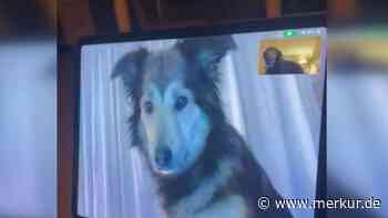 Hunde mit Fernbeziehung führen rührendes Gespräch per Videochat