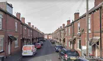 XL Bully dog mauls boy, three, leaving child with head injuries as police arrest woman