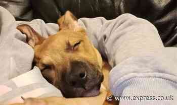 Family devastated as stolen puppy found dead and dumped miles from his home