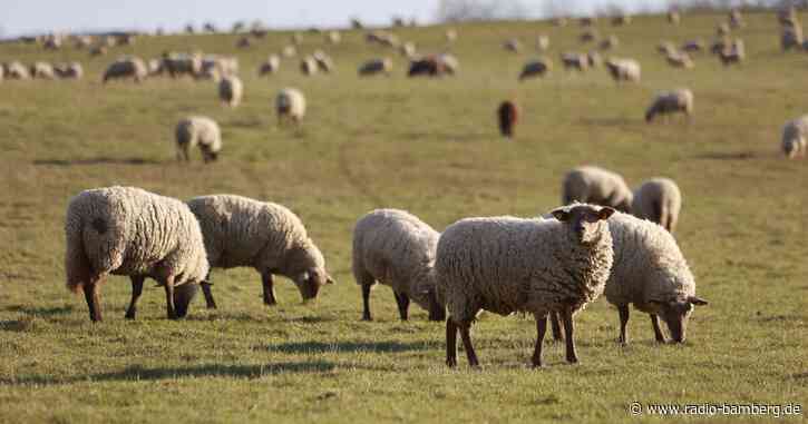 Bär reißt Schafe auf Weide: Spuren auch in Tirol gesichtet