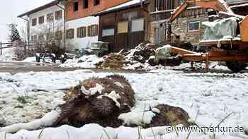 Kadaver im Hinterhof: Wolf reißt Wild in unmittelbarer Nähe zu Wohnhaus - „Jeder schläft schlecht“