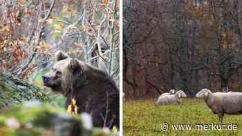 Mehrere Schafe gerissen: Bär hinterlässt neue Spuren in Bayern – Behörde wendet sich an Bewohner