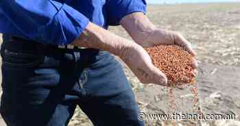 Weather to drive grain values