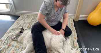 New Brunswick physiotherapist opens canine rehab to help dogs ‘age well’