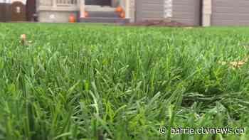 This township wants residents not to cut their lawns this May