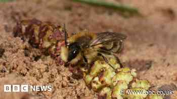 Rare species of bee spotted at Ryton Pools Country Park