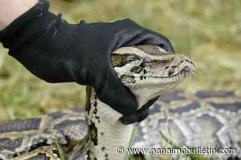 Edmonton zoo employee ‘doing well’ following Burmese python bite