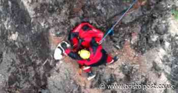 Spaniel puppy rescued from quarry after falling down cliff face