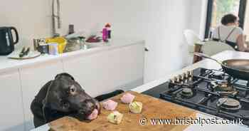 Mum-to-be refuses to pay for gender reveal cupcakes after baker's 'dog destroys' them