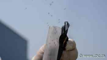 Release the mosquitos! How 5 billion bugs will help fight dengue fever in Brazil