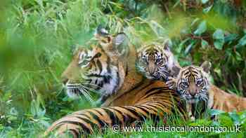 Should we have Zoos? - Amelia Cudzikova, Heathside school