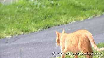 Stray Cats Found With Severed Tails in Hartford
