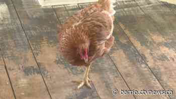 Unique school project gives one-legged chicken new lease on life