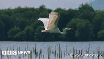 Biodiversity targets may be slipping out of reach - study