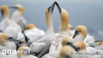 Wild birds at risk even as avian flu measures end