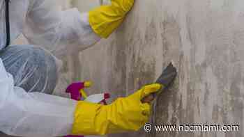 Proposal Could Bring More Licensed Mold Specialists to Florida