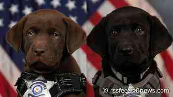 Meet the new therapy puppies in Arapahoe County