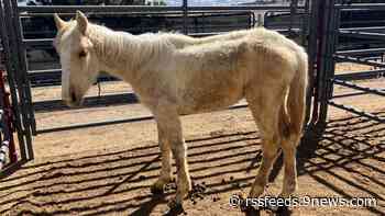 Mistreated, malnourished colt recovering at animal shelter