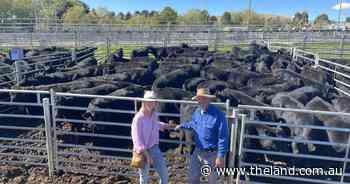 Cooma market firm in 'best yarding'
