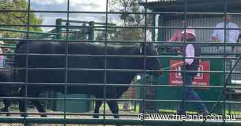 Millah Murrah female sale kicks off with an early six-figure result