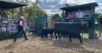 Millah Murrah female sale kicks off with early six-figure results