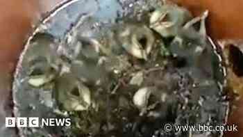 Ducklings down drain in Alderley Edge freed by firefighters