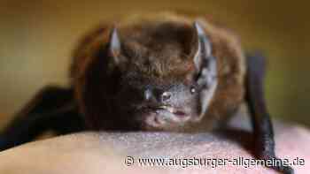 Von Dinos und Fledermäusen: Das bietet Augsburg am Wochenende