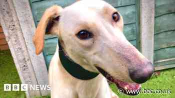 Cost of living: Pets going without medical care