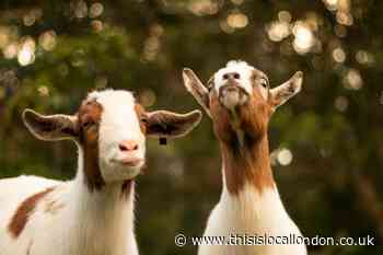 Deen City Farm - Isabel Clayden, Notre Dame School