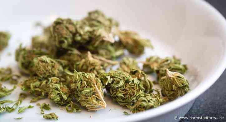 Jusos, Julis und Grüne Jugend fordern Cannabis-Modellregion in Darmstadt
