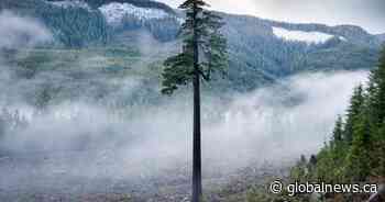 How a new ‘nature economy’ is transforming the fight for B.C.’s ancient forests