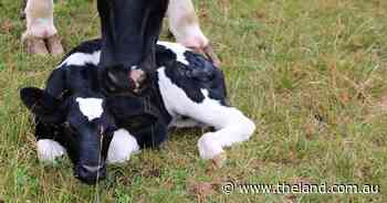 Reducing mortality rates in dairy calves