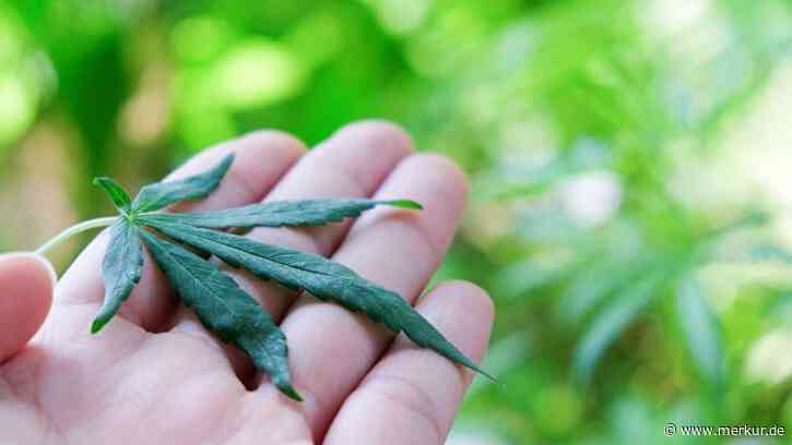 Junge Liberale wollen Allgäu zur Modellregion für Cannabis machen 