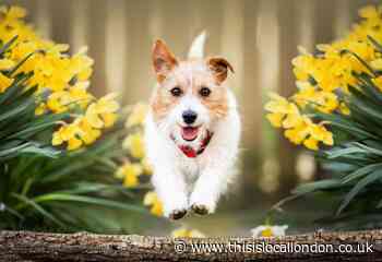 Dog owners warned of common UK plants fatal to pets