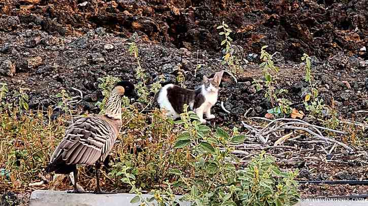 Hawaii authorities cite 2 women accused of harming endangered native geese by feeding feral cats